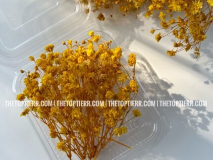 Baby's Breath/Gypsy- Yellow