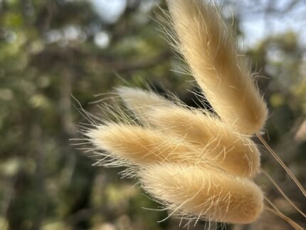 Bunny Tails Cream ( Pack of 5)