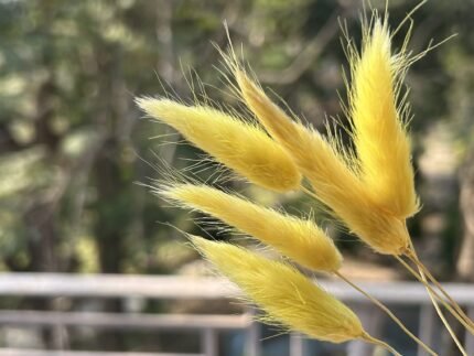 Bunny Tails Yellow ( Pack of 5)