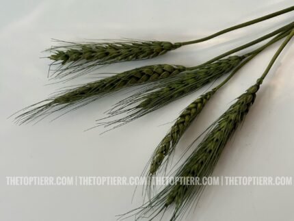 Wheat Bloom Green (Pack of 5)