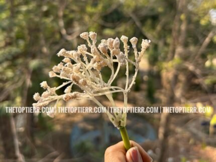 Artificial Frosted Gypsophila Filler (Single Piece)