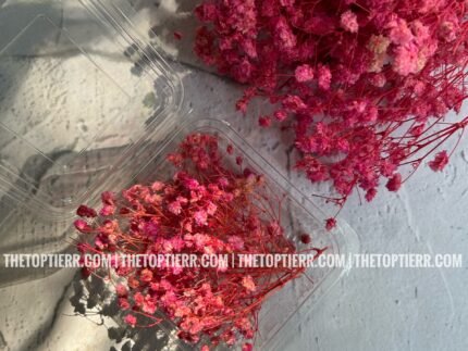 Baby's Breath/ Gypsy- Pink