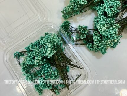 Micromeria Pearl Green