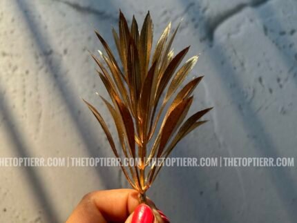 Golden Fern - Pack of 5